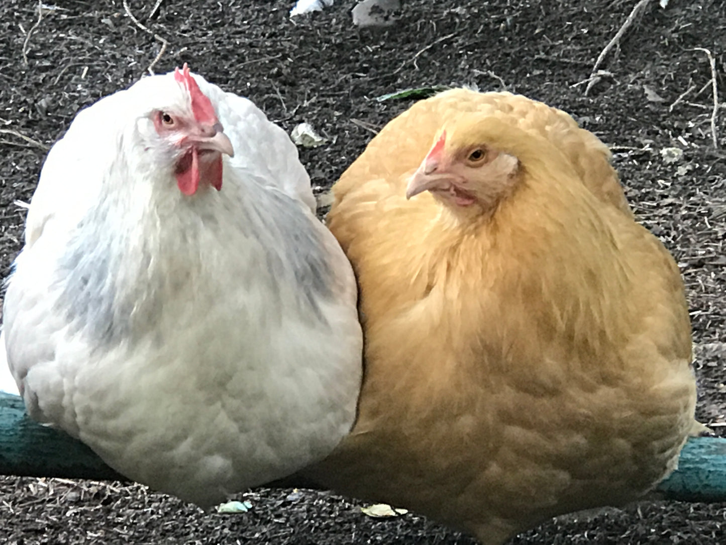 Hatching Eggs (Farm Mix)
