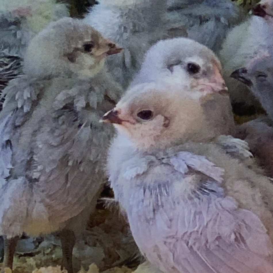 Ameraucana (Pullet)