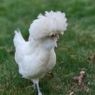 Polish (pullet)