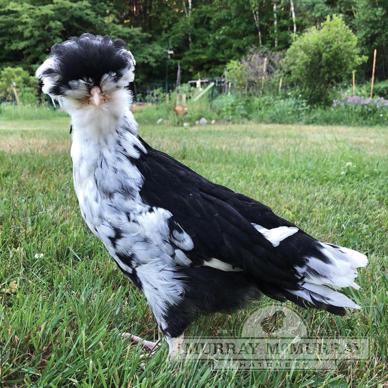 Houdan- chicks or pullets