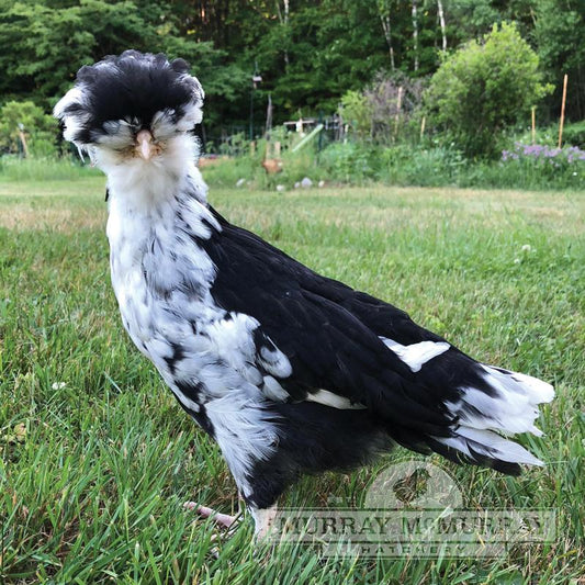 Houdan- chicks or pullets