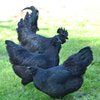 Ayam Cemani breeding pair