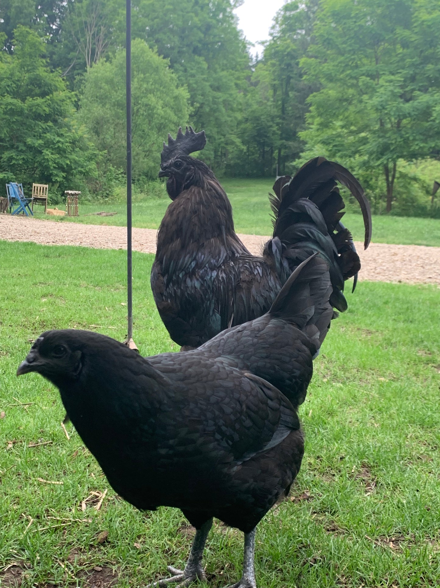 Ayam Cemani breeding pair