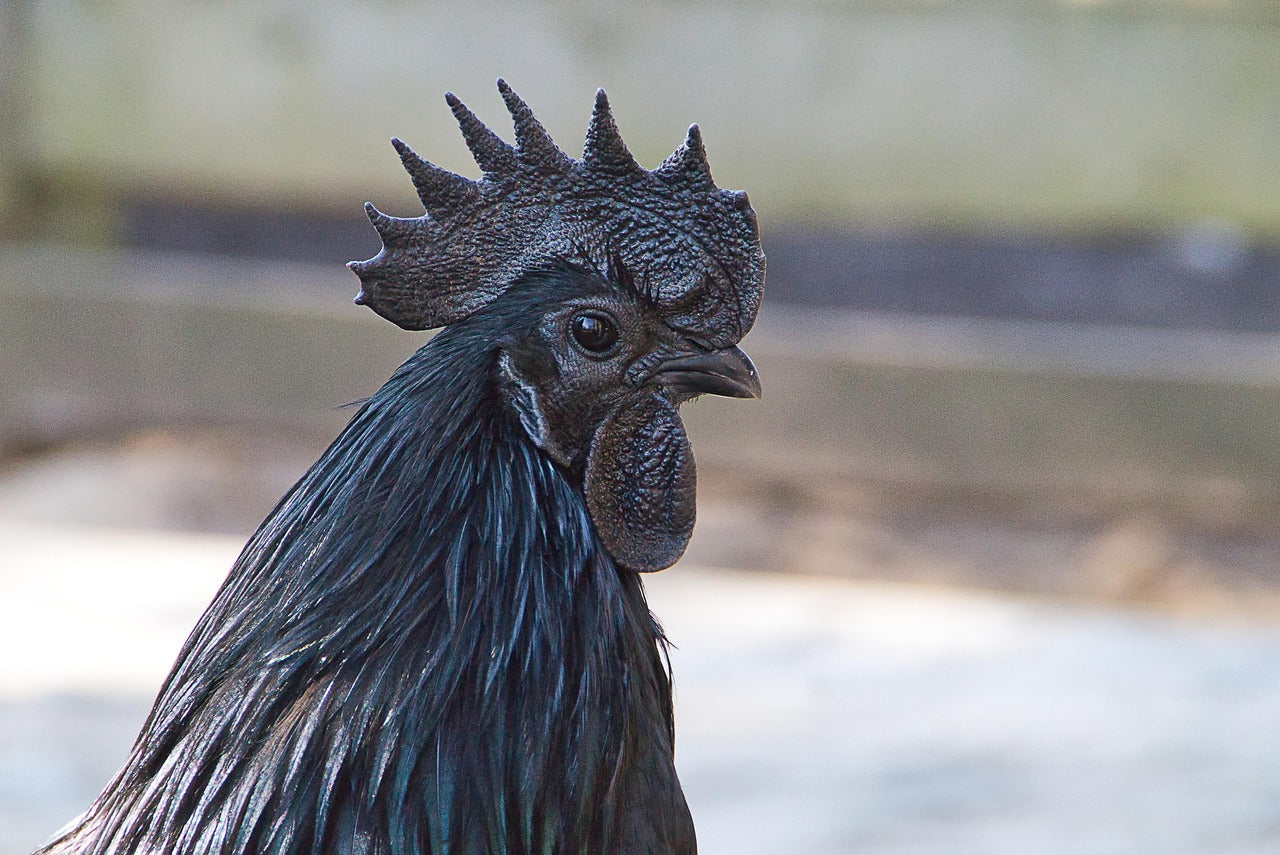 Ayam Cemani breeding pair
