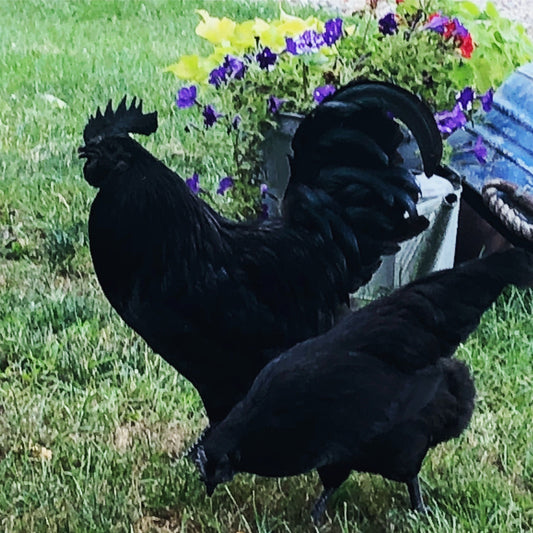 Ayam Cemani -