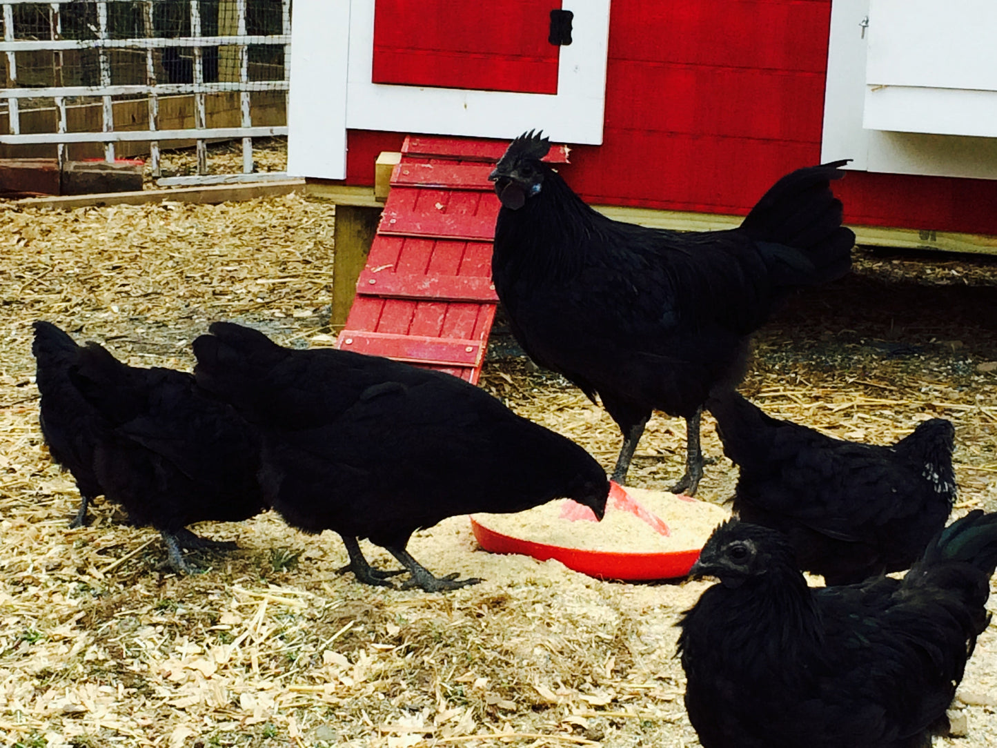 Ayam Cemani breeding pair
