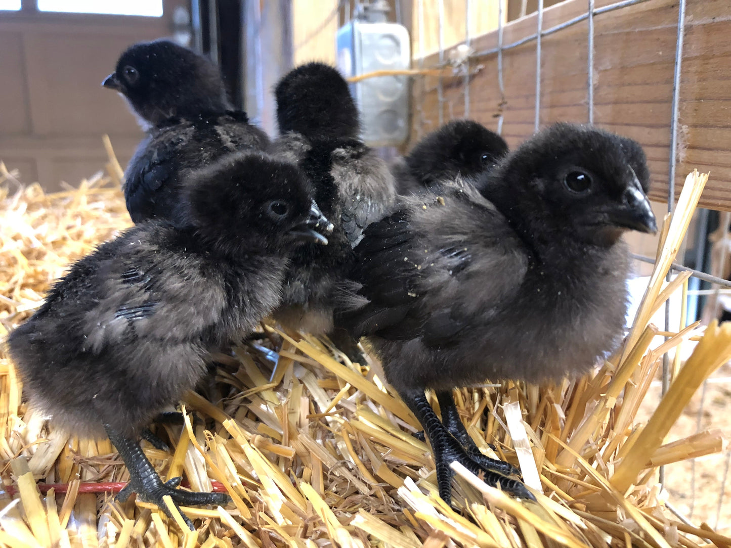 Ayam Cemani -