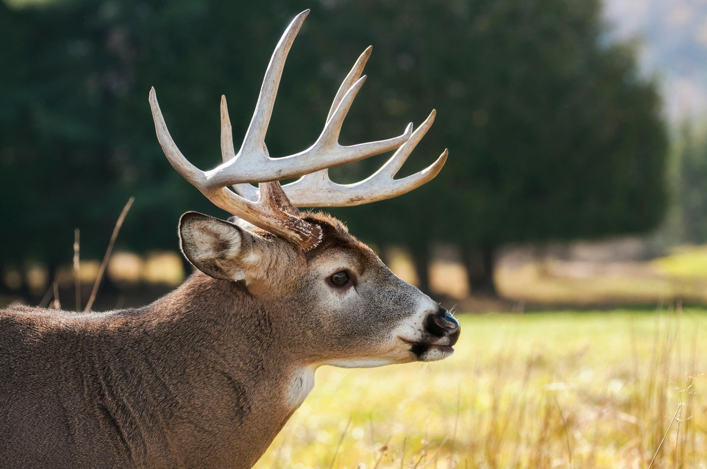 Mighty Buck – The Ethical Hunter's Edge