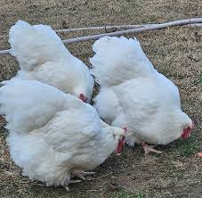 Orpington (English) - WHITE (Pullets)