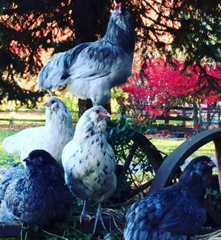 Ameraucana (Pullet)