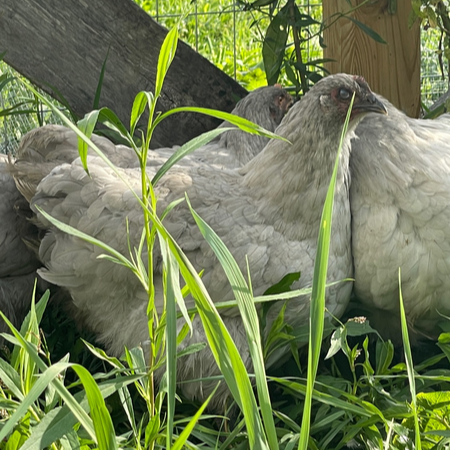 Orpington (English) - Lavender (Pullet)