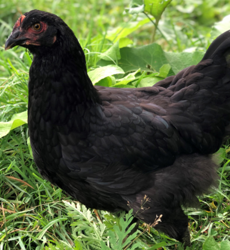 Majestic Marans-  Pullet
