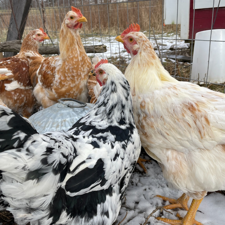 Pita Pinta Pullet