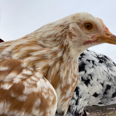 Pita Pinta (Pullet and Cockerel Pair)