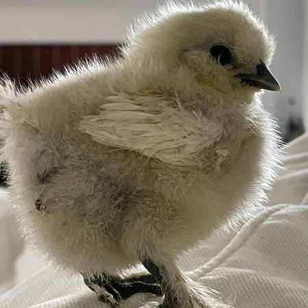 Sapphire Splash (Female Chick)