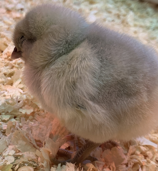 Ameraucana (Female Chick)