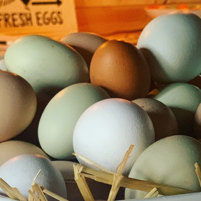 Hatching Eggs (Multiple Breeds)
