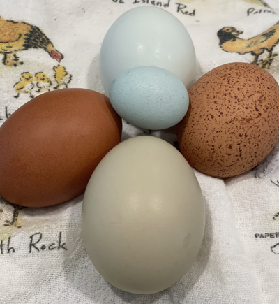 Hatching Eggs (Multiple Breeds)