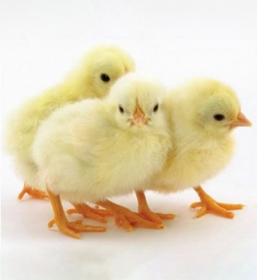 Leghorn (Chick)