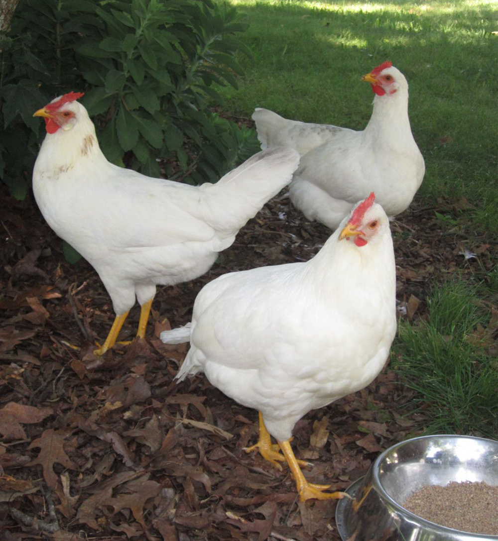 Leghorn (Pullet)