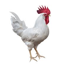 Leghorn (Pullet)