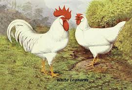 Leghorn (Pullet)