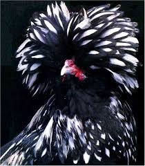 Polish (Female Chick)