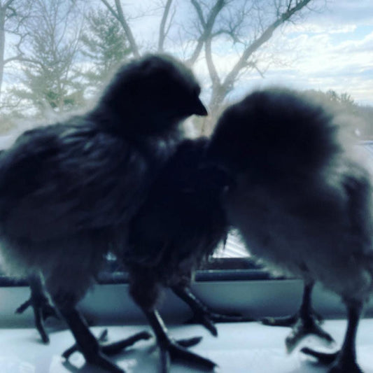 Svart Hona (chick Straight Run)