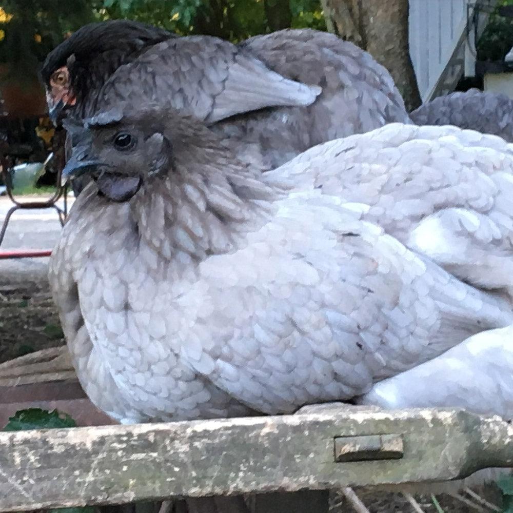 Swedish Bluebar (Pullet)