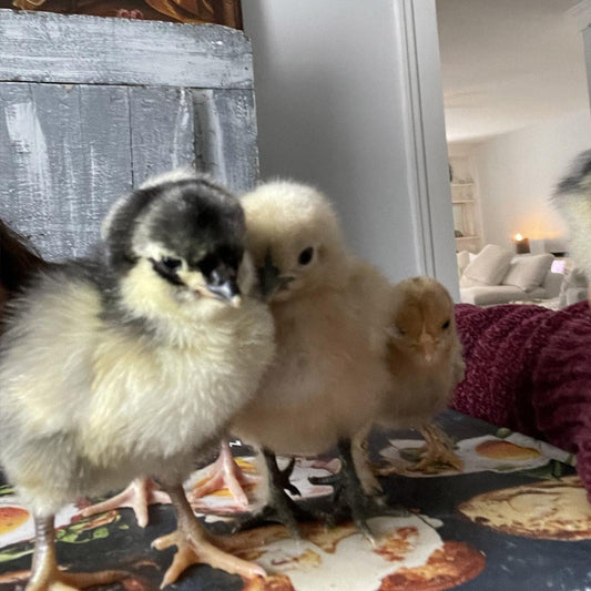 Whiting True Blue (Female Chick)