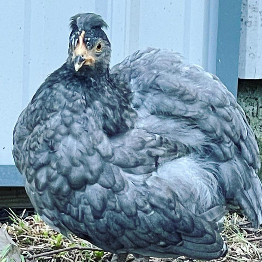 Whiting True Blue (Pullet)